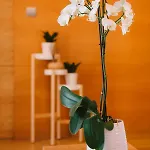 One Bedroom Apartment In Historic Center Of Cascais, Walking Distance To The Beach